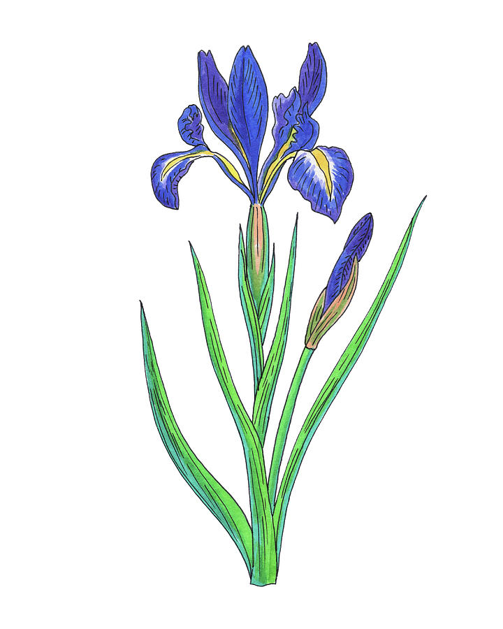 Iris Watercolor Flower Botanical Irideae Painting by Irina Sztukowski