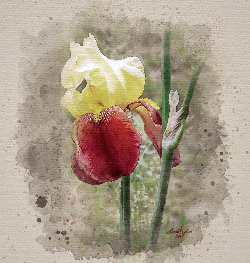 Iris Watercolor Digital Art by Lena Auxier