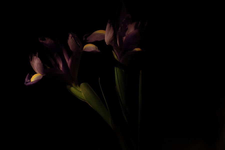 Iris Whisper III Photograph by Tometta Pouncie