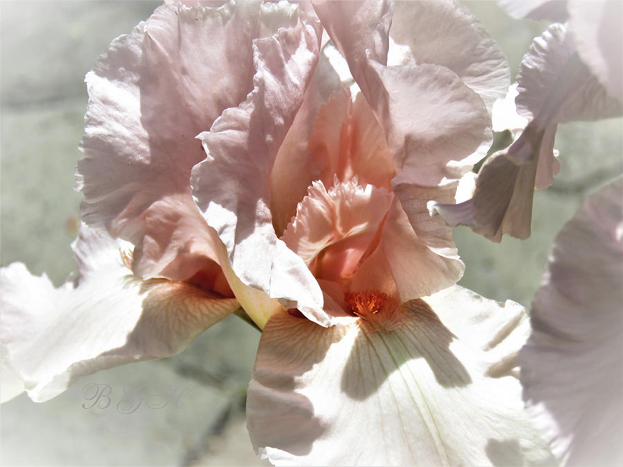 iris Whisperer - Floral Photography - Spring Flowers - Images From the Garden Photograph by Brooks Garten Hauschild