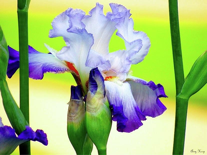 Iris White and Blue With a Splash of Orange Photograph by Amy Hosp