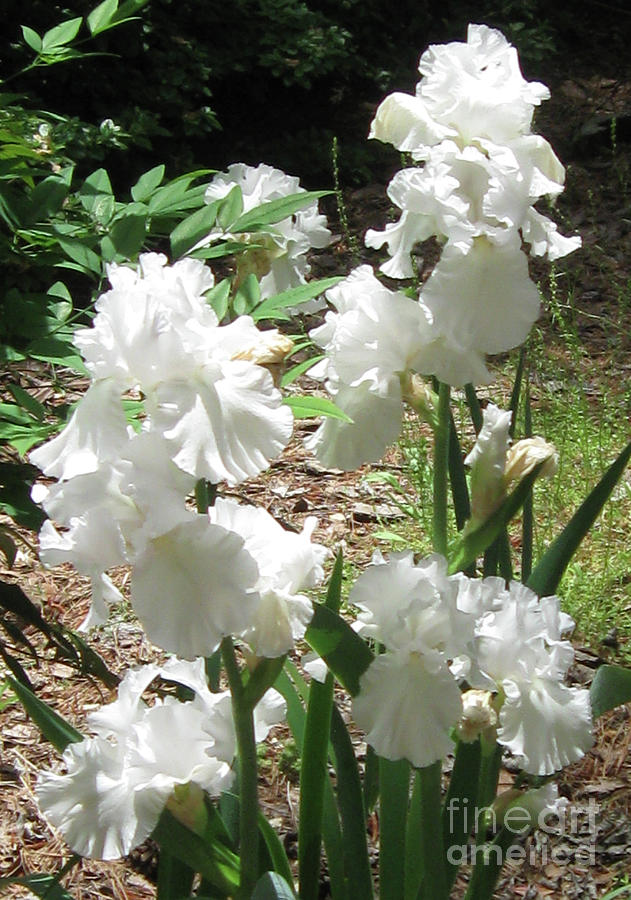 IRIS White Tall German in Raleigh North Carolina Photograph by Catherine Ludwig Donleycott