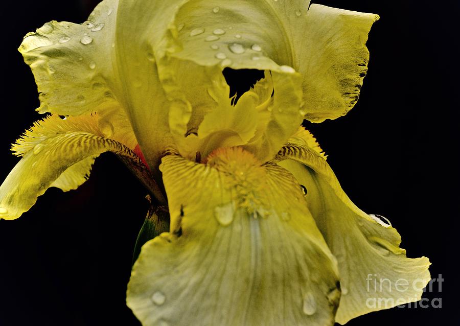 Iris with Raindrops Photograph by Gayle Deel