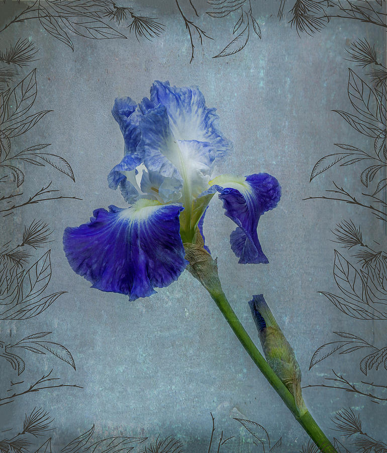 Iris with texture Photograph by Roni Chastain