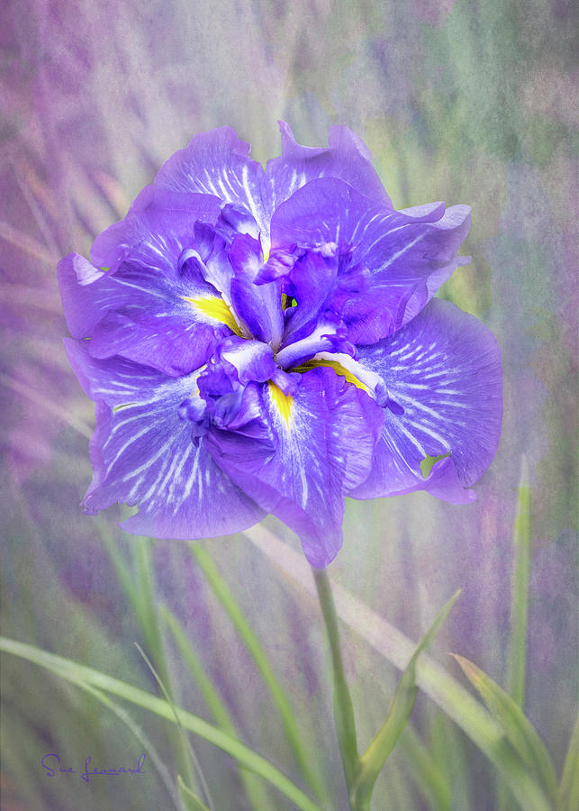 Iris with textured background Photograph by Sue Leonard