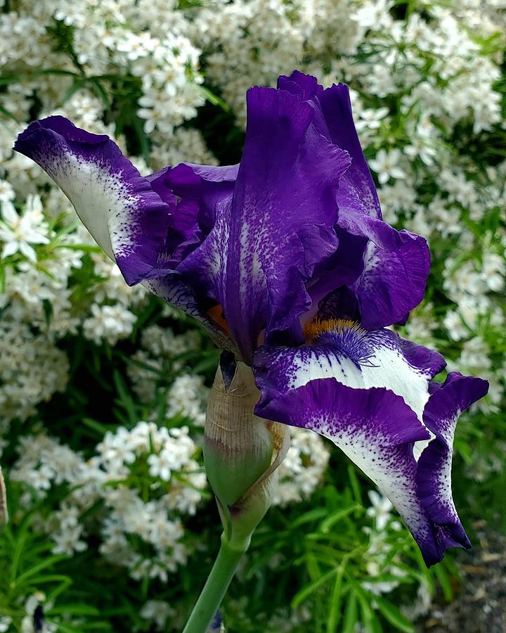 Iris with white flowers Photograph by Paula Cooley - Fine Art America