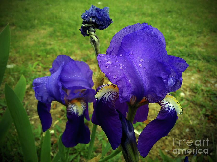 Irises After Rain Photograph by Jasna Dragun
