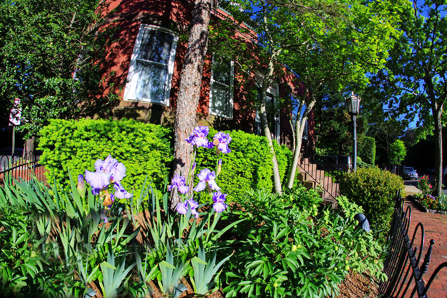 Irises and Ironwork - A Georgetown Springtime Impression Photograph by Steve Ember