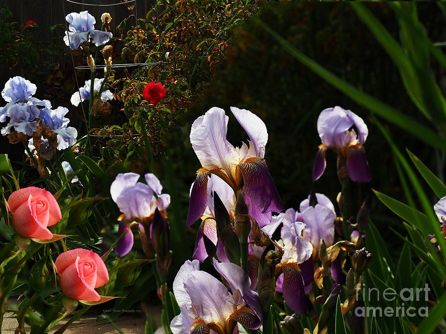 Irises and Roses Photograph by Richard Thomas