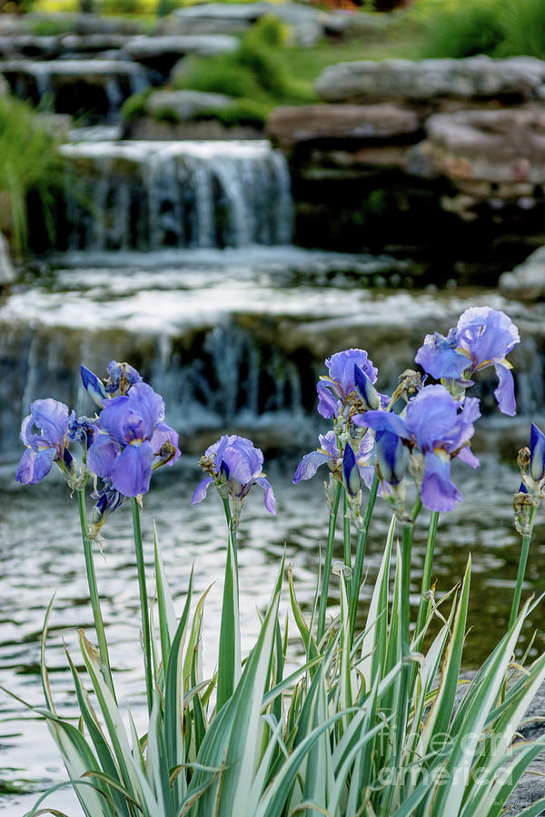 Irises At Chateau Photograph by Jennifer White