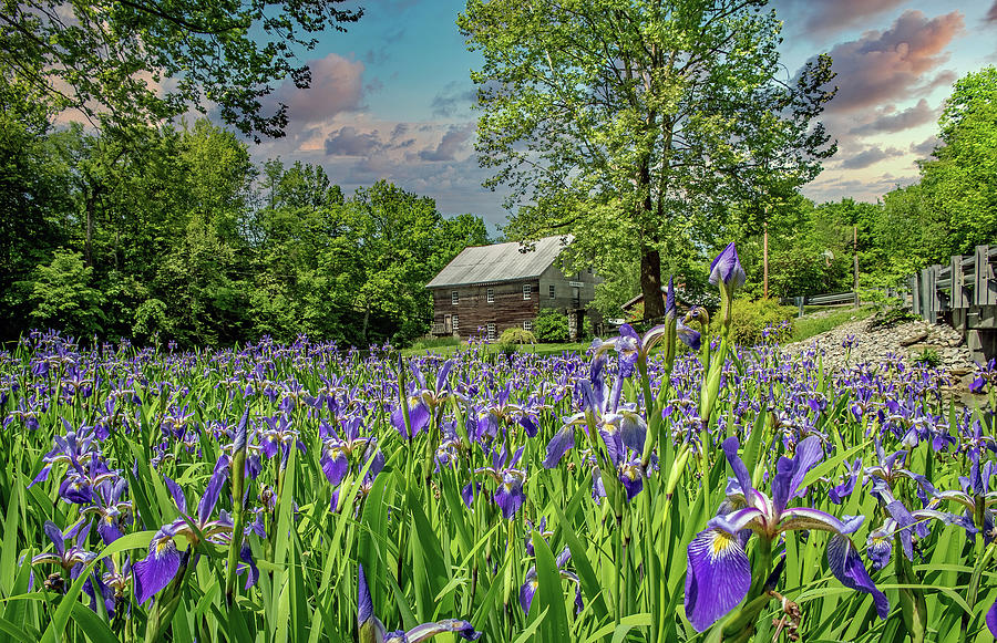 Irises at Cooks Mill Photograph by Bob Bell