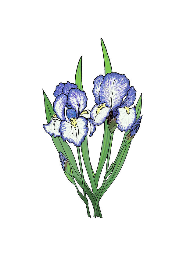 Irises. Colored Mixed Media by Masha Batkova