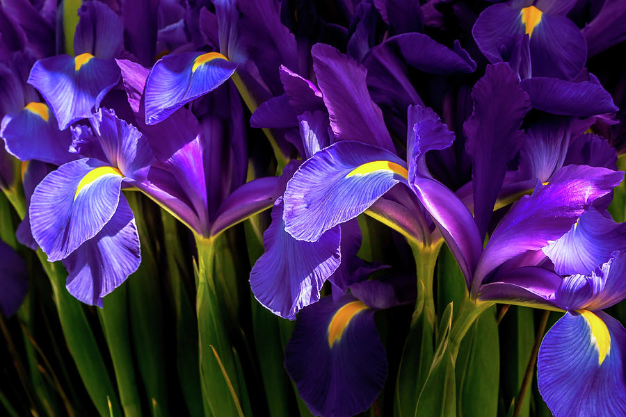 Irises Photograph by David Patterson