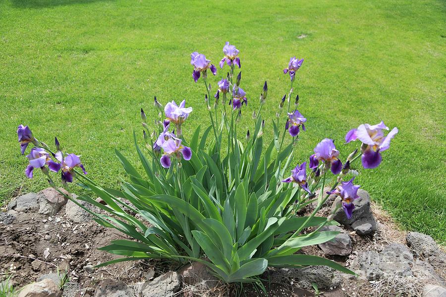 Irises in Rock Garden Photograph by Carol Groenen