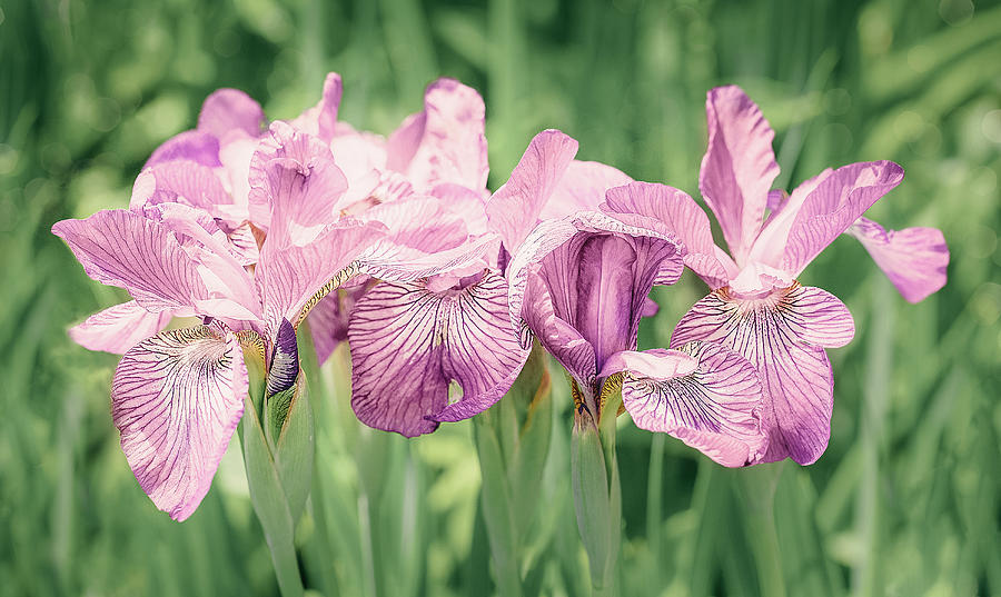 Irises Photograph by Karen Varnas Irises Photograph by Karen Varnas