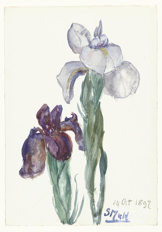 Irises, Sientje Mesdagvan Houten, 1897 Painting by Shop Ability