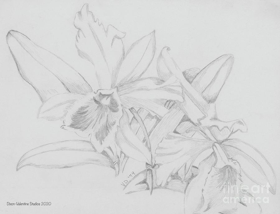 Irises Drawing by Valerie Valentine