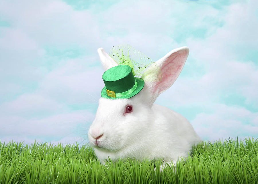 Irish Albino Bunny in Green Grass Photograph by Sheila Fitzgerald - Pixels