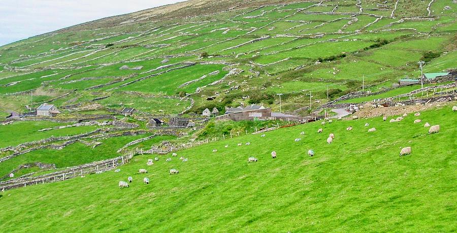 Irish Farming Countryside with Sheep in Pasture Photograph by Douglas Barnett