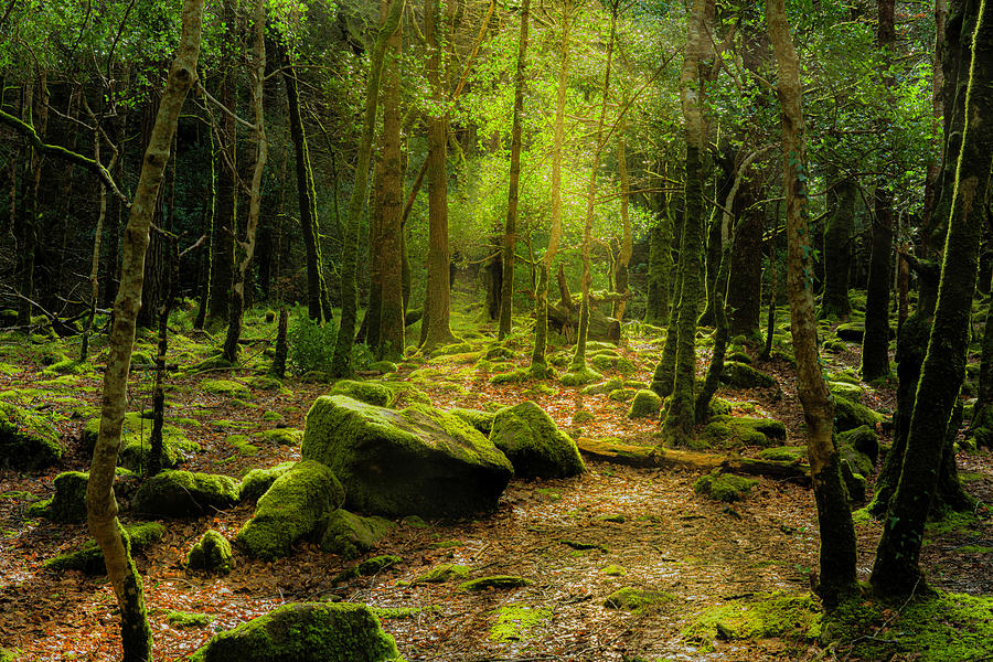Irish Forest, Killarney Photograph by Arthur Oleary