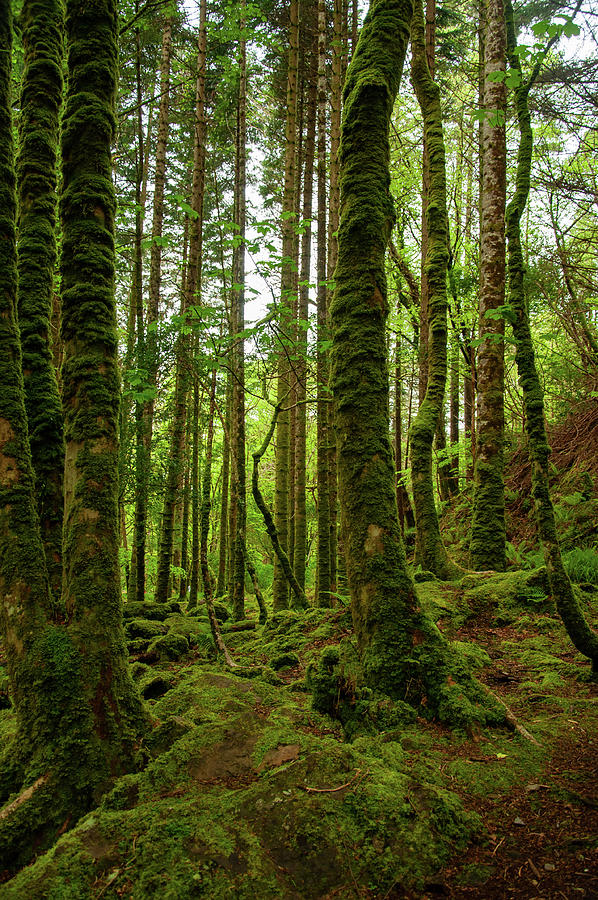 Irish Green Photograph by Cheryl Prather