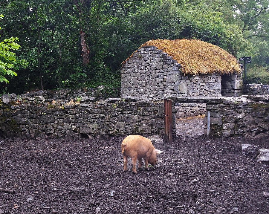 Irish red pig Photograph by Joelle Philibert