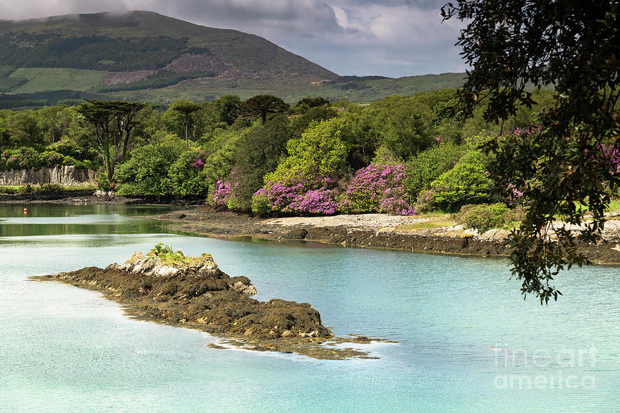 Rhododendron in Ireland  Photograph by Catherine Sullivan