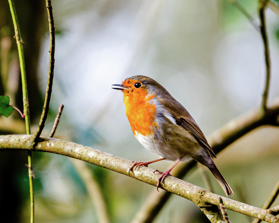 Irish Robin in the Woods Photograph by Adrian O Brien