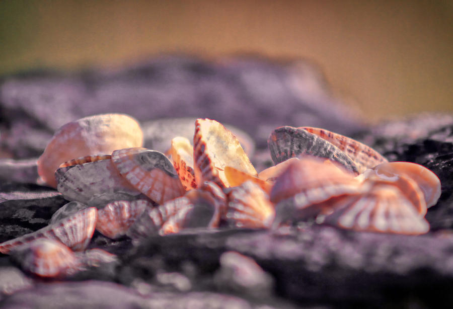 Irish Sea Shells - Ireland Photograph by Gene Taylor
