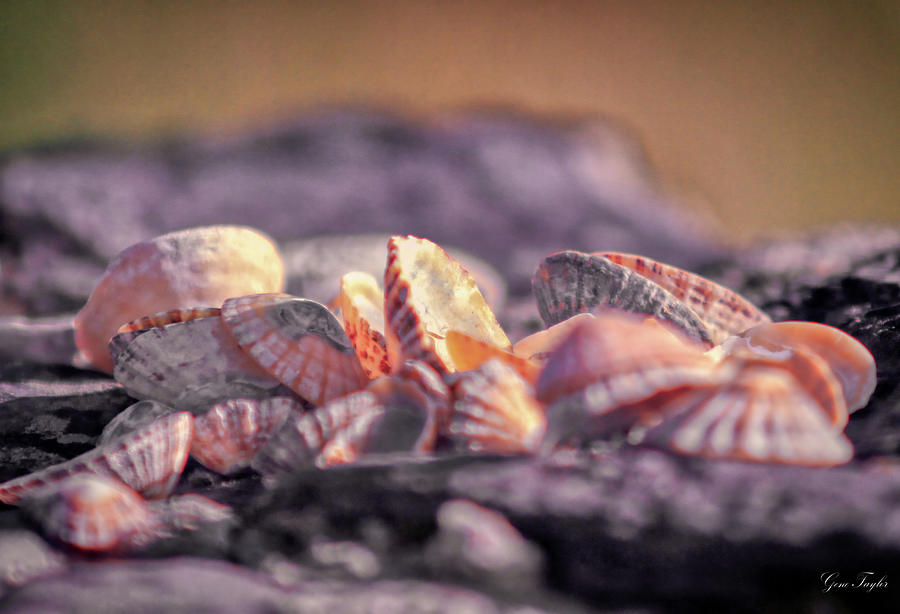 Irish Sea Shells - Signed Photograph by Gene Taylor