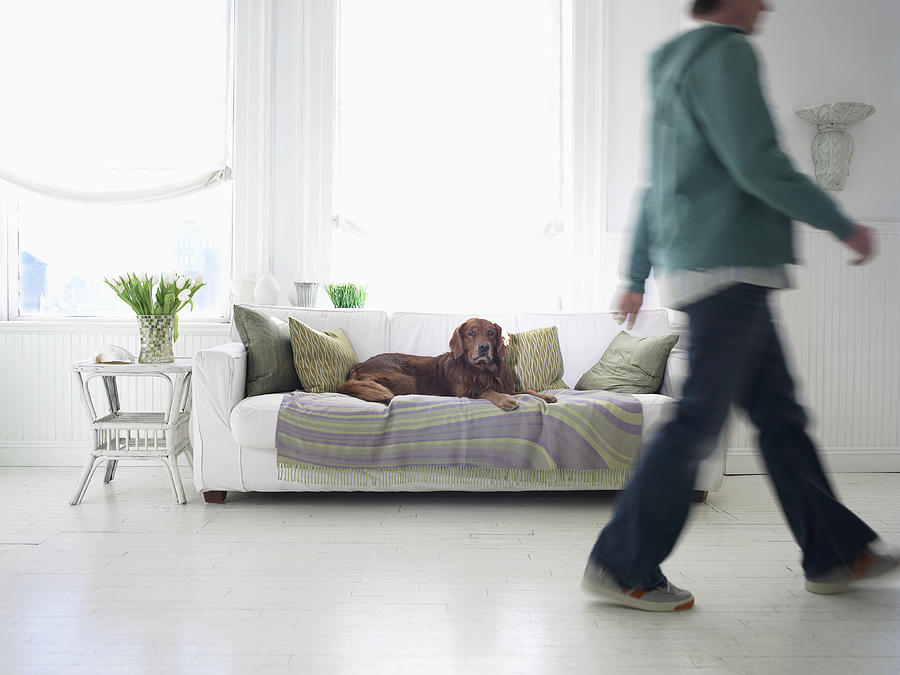 Irish Setter Lying on a Sofa in a Living Room, Low Section of a Man Walking Photograph by Digital Vision.