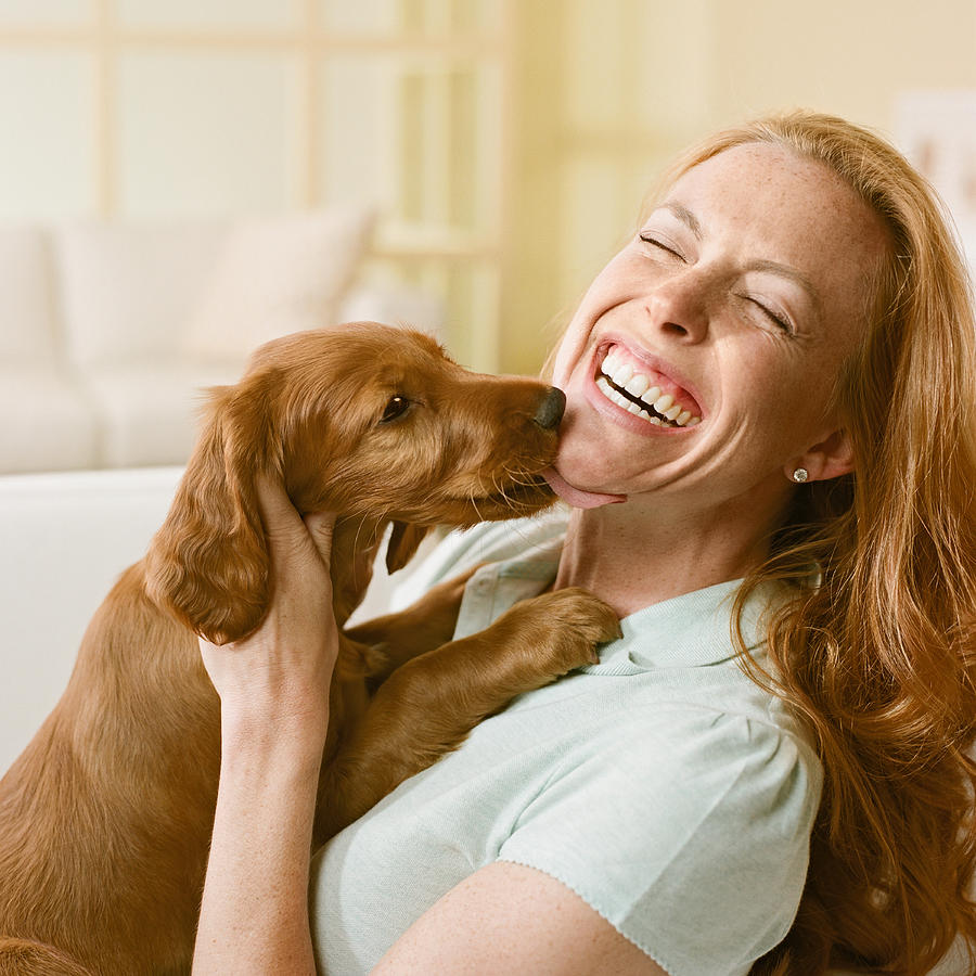Irish setter puppy licking womans face Photograph by GK Hart/Vikki Hart