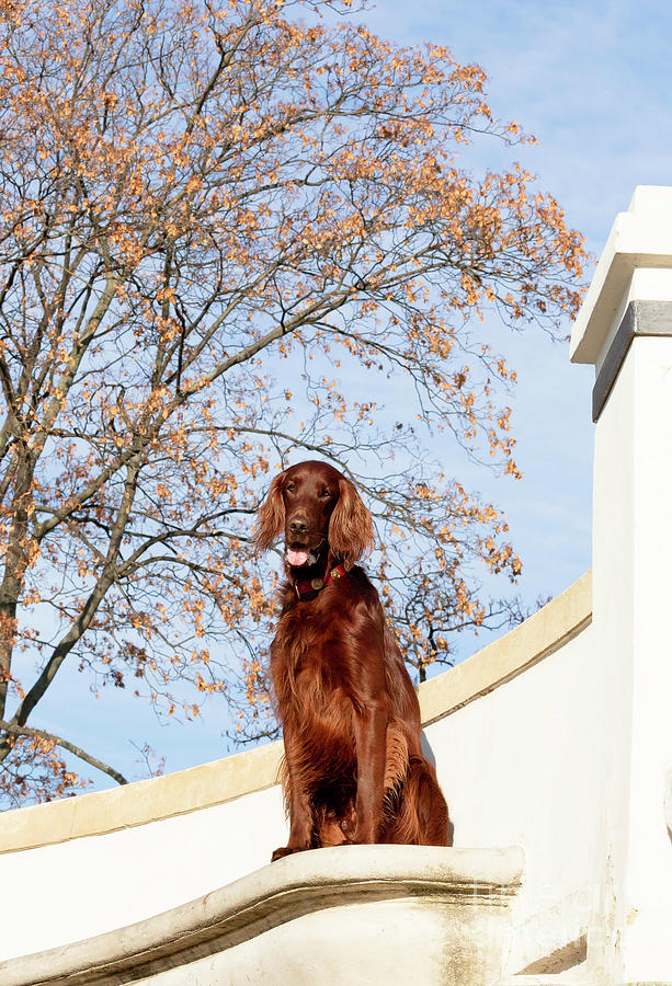 Irish Setter Waiting for You Photograph by Bridget Mejer