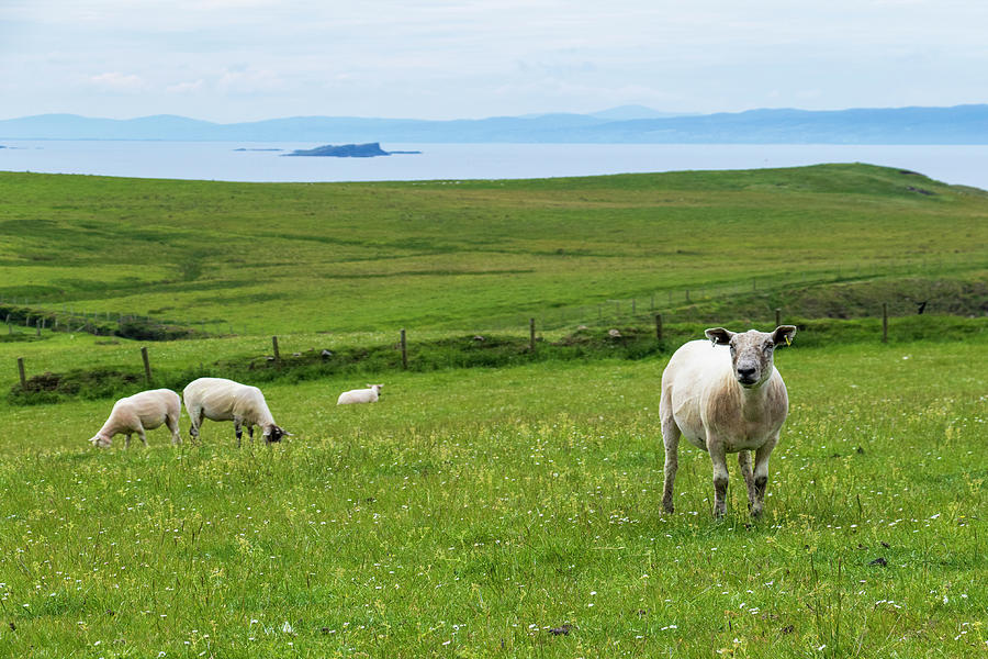 Irish Sheep Photograph by Holly Ross