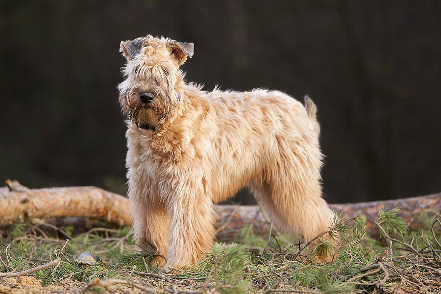 Irish Soft Coated Wheaten Terrier! Photograph by @Hans Surfer