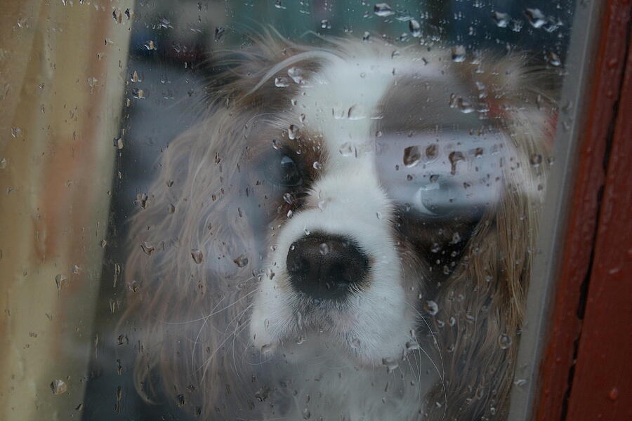 Irish Spaniel Looking Out His Window Photograph by Melinda Saminski