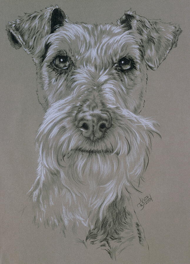 Irish Terrier Portrait in Graphite Drawing by Barbara Keith