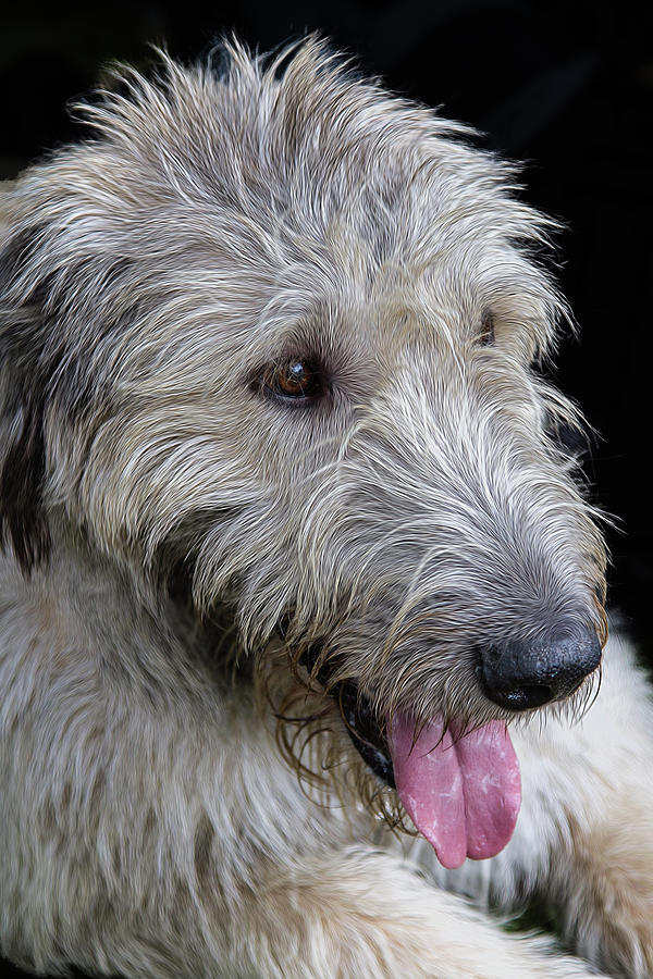 Irish Wolfhound Joy II Photograph by Agustin Uzarraga