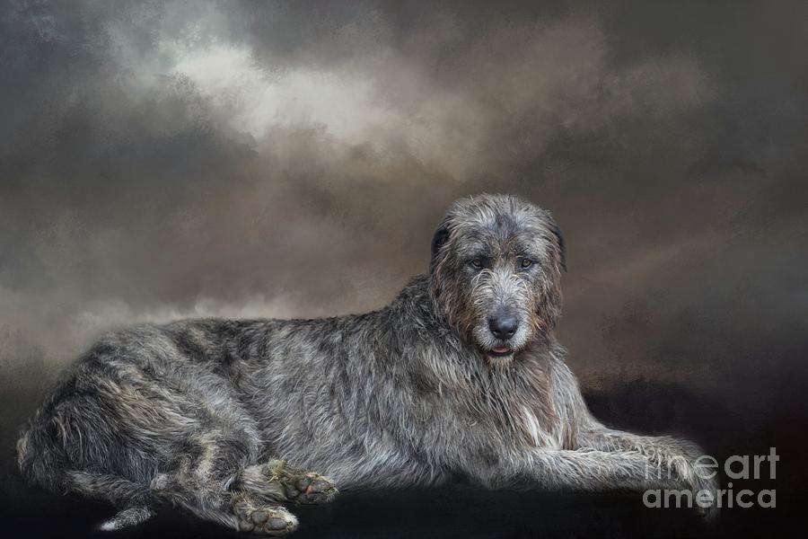 Irish Wolfhound Resting Photograph by Eva Lechner