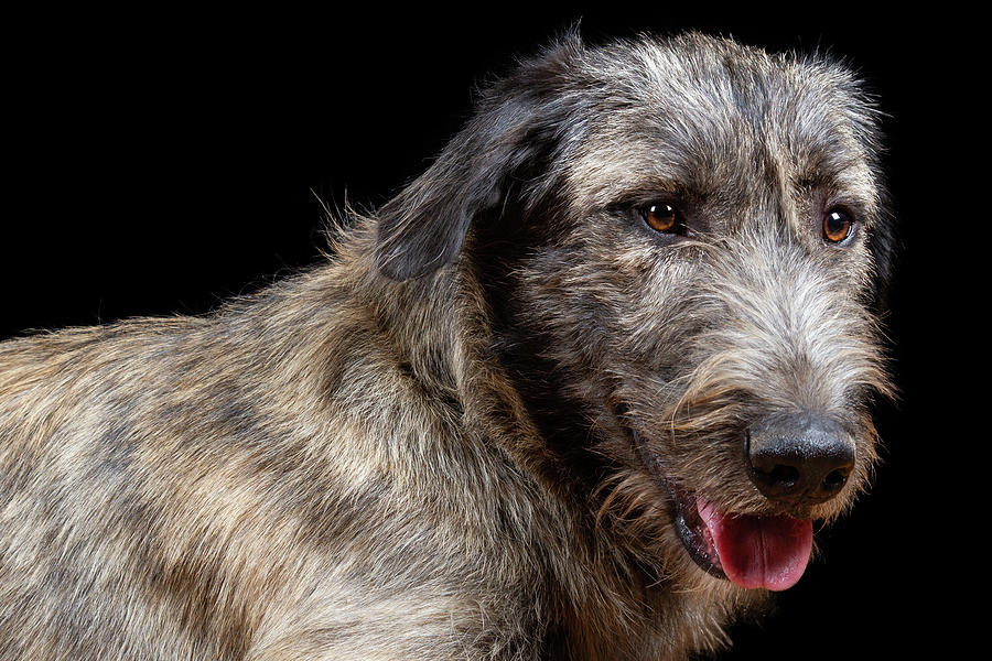 Animal Photograph - Irish Wolfhound X by Agustin Uzarraga