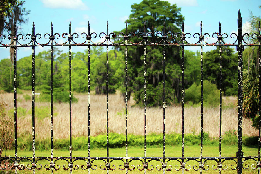 Iron Fence And Rice Fields Photograph by Cynthia Guinn