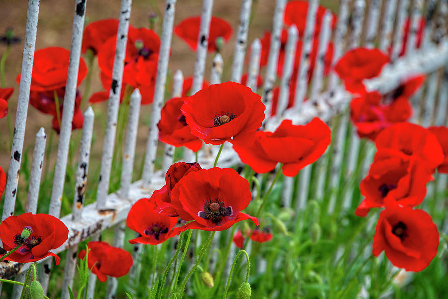 Iron Fence Poppies Photograph by Lynn Bauer