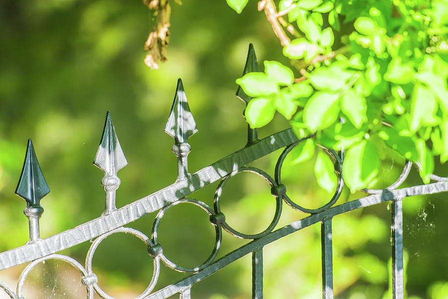 Iron Fence With Climbing Plant In The Sunshine Uk Photograph