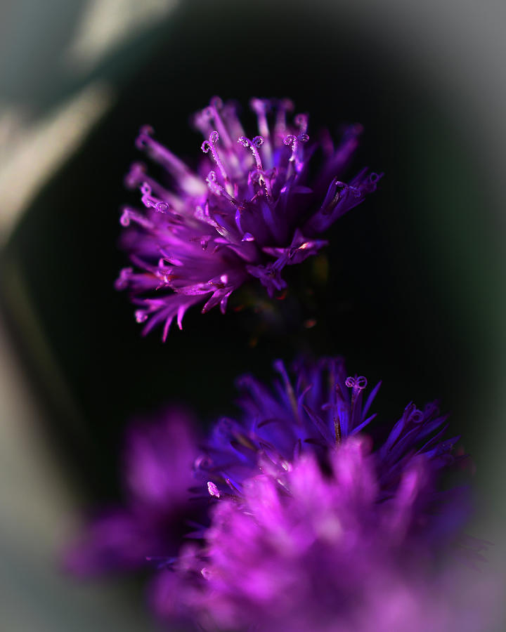 Ironweed Vignette Photograph by Tana Reiff