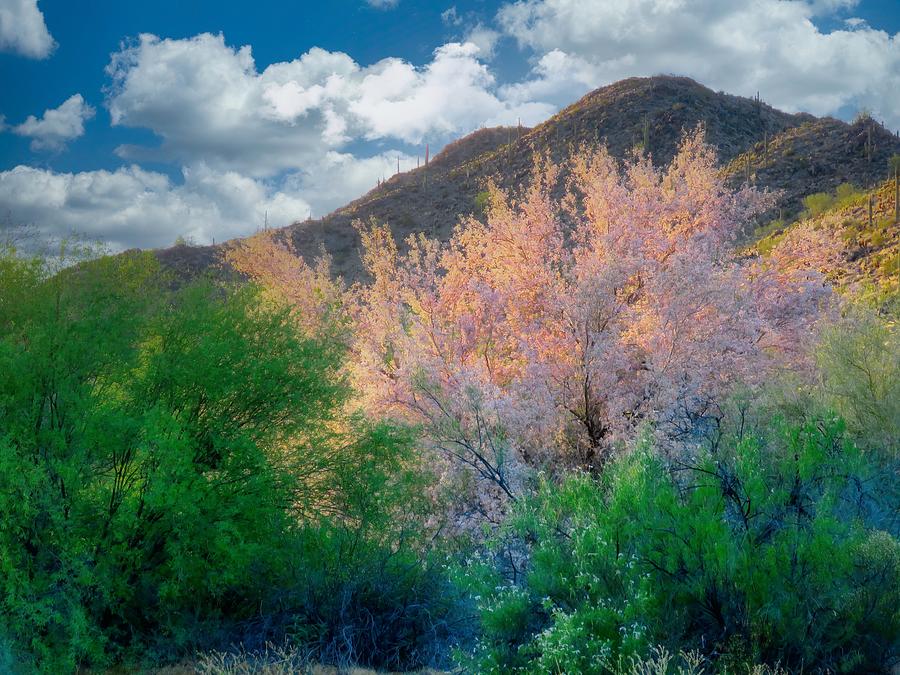 Ironwood Flame Photograph by Judy Kennedy