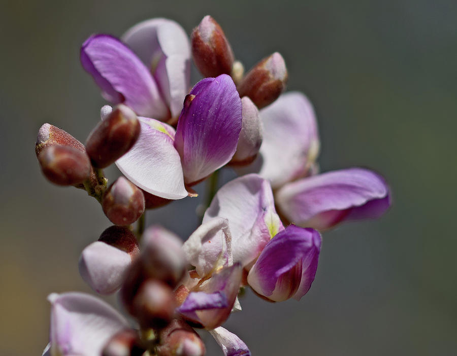 Ironwood Tree Flowers Photograph by Osha Davidson | Pixels