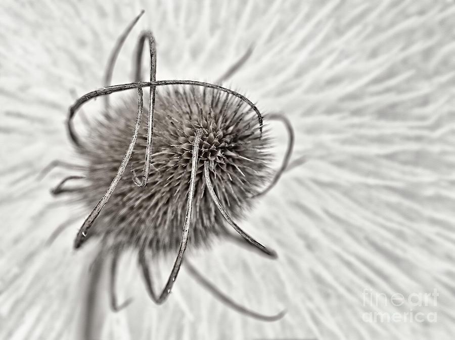 Elegant teasel seed head with curved spikes and irradiating textured background sepia Photograph by Tatiana Bogracheva