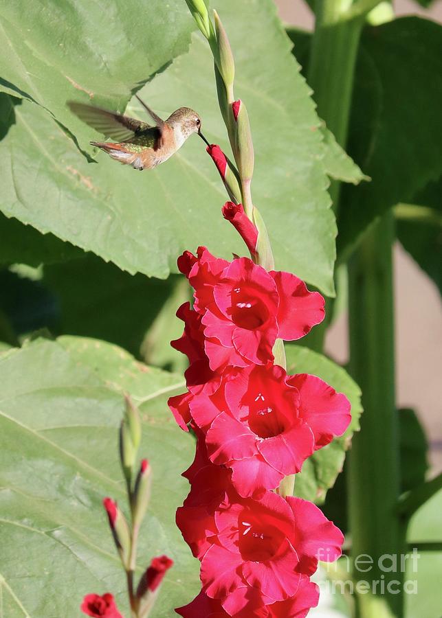 Irresistable Red Gladiolus with Hummingbird Photograph by Carol Groenen