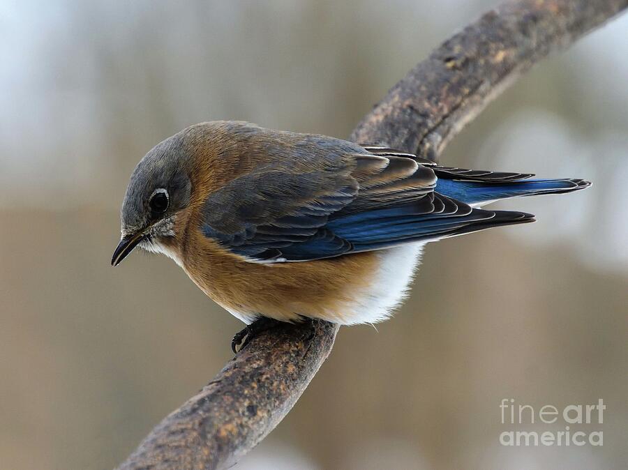 Irresistible Female Eastern Bluebird Photograph
