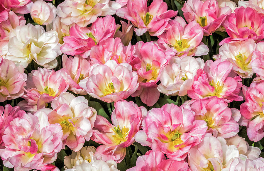 Irresistible Peach Blossom Tulips Photograph by Elvira Peretsman
